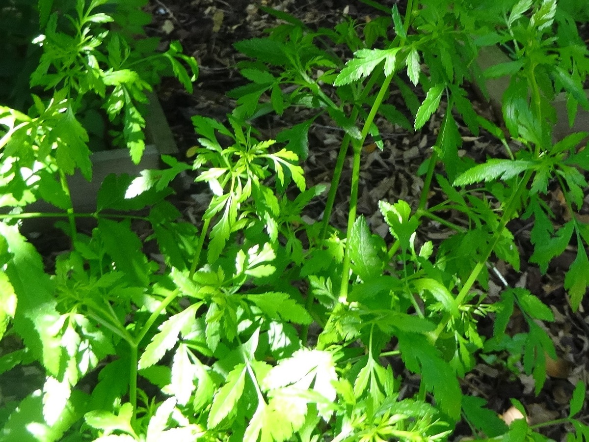 Sison amomum (Apiaceae)